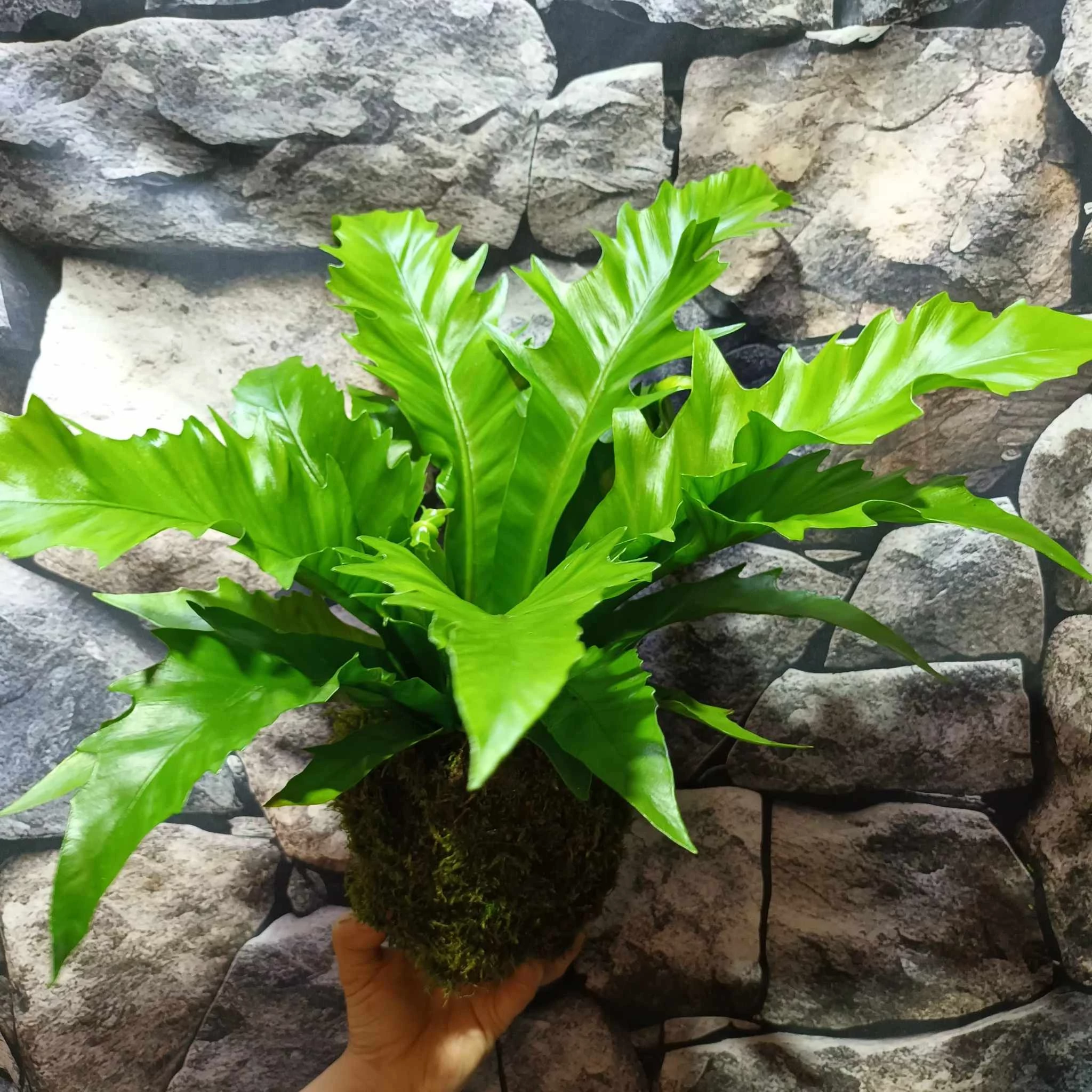 Asplenium 'Gioia' kokedama