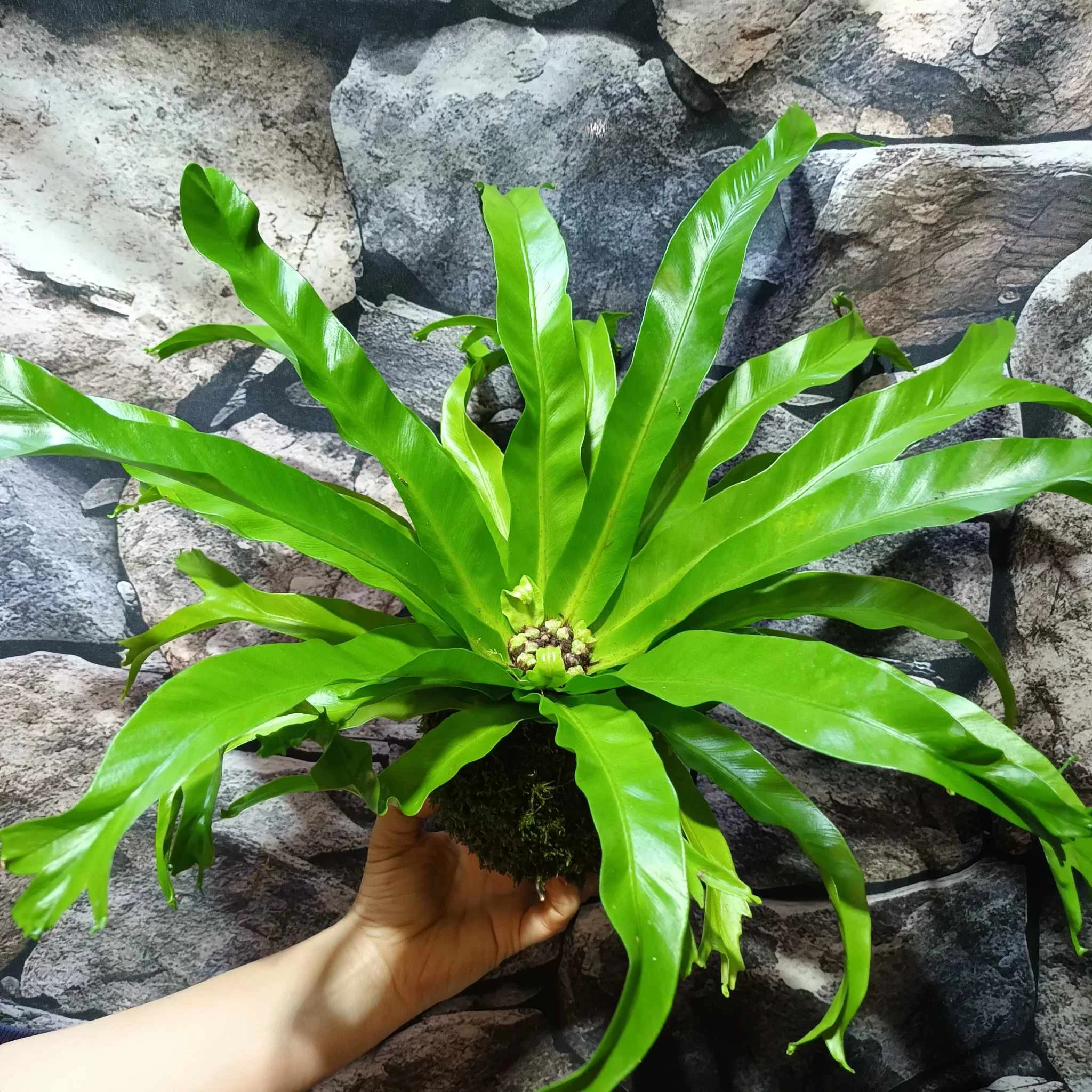 Asplenium Crissie kokedama