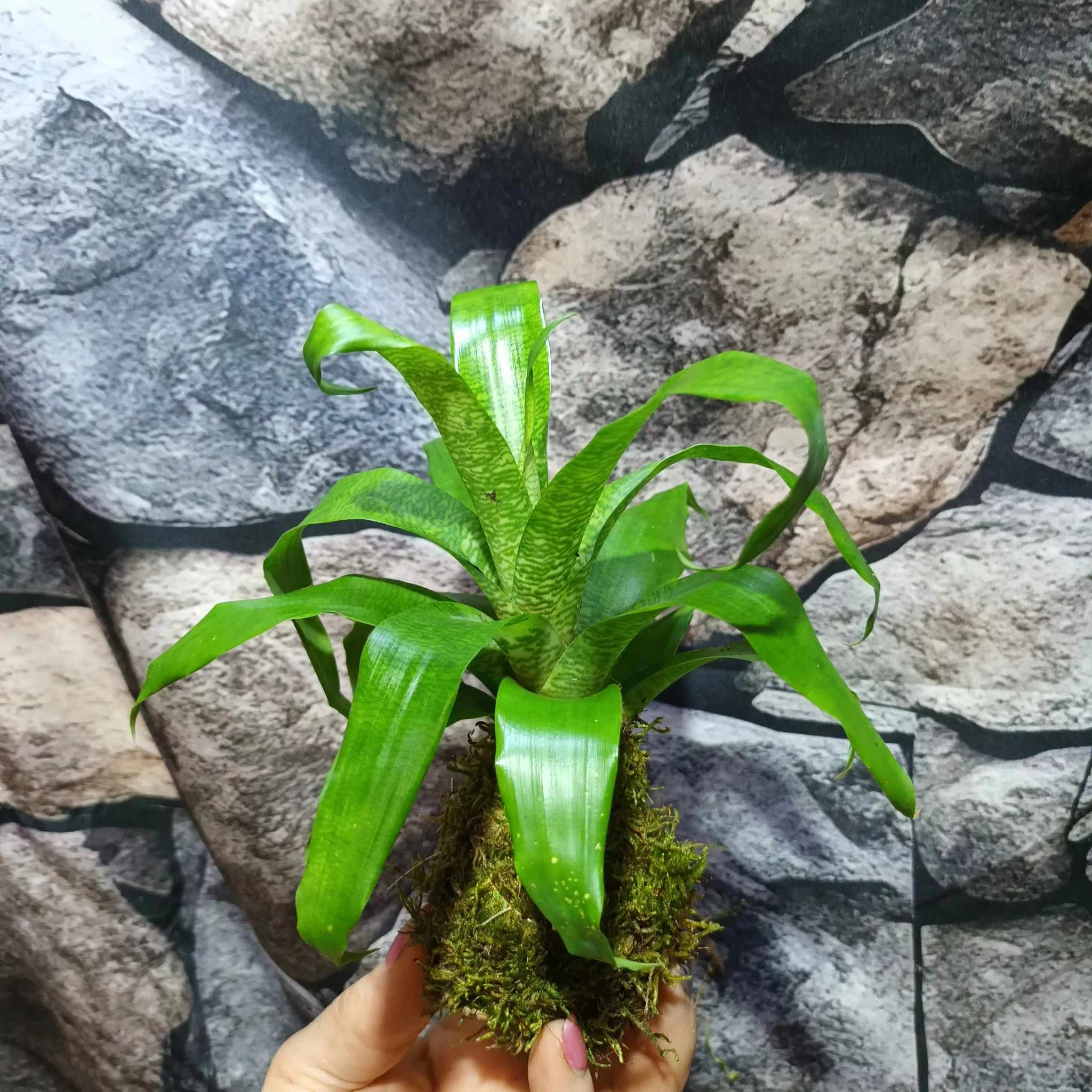 Vriesea hieroglyphica kokedama