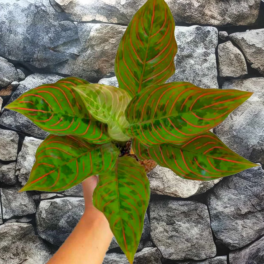 Aglaonema 'Red Army'
