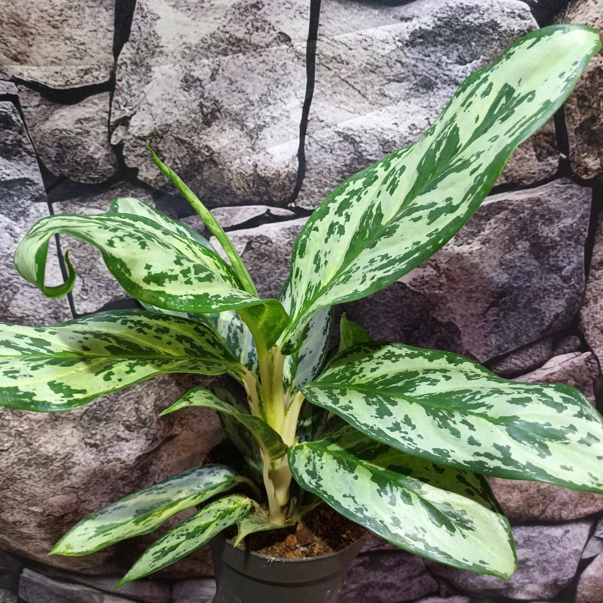 Aglaonema 'Laurel Green'