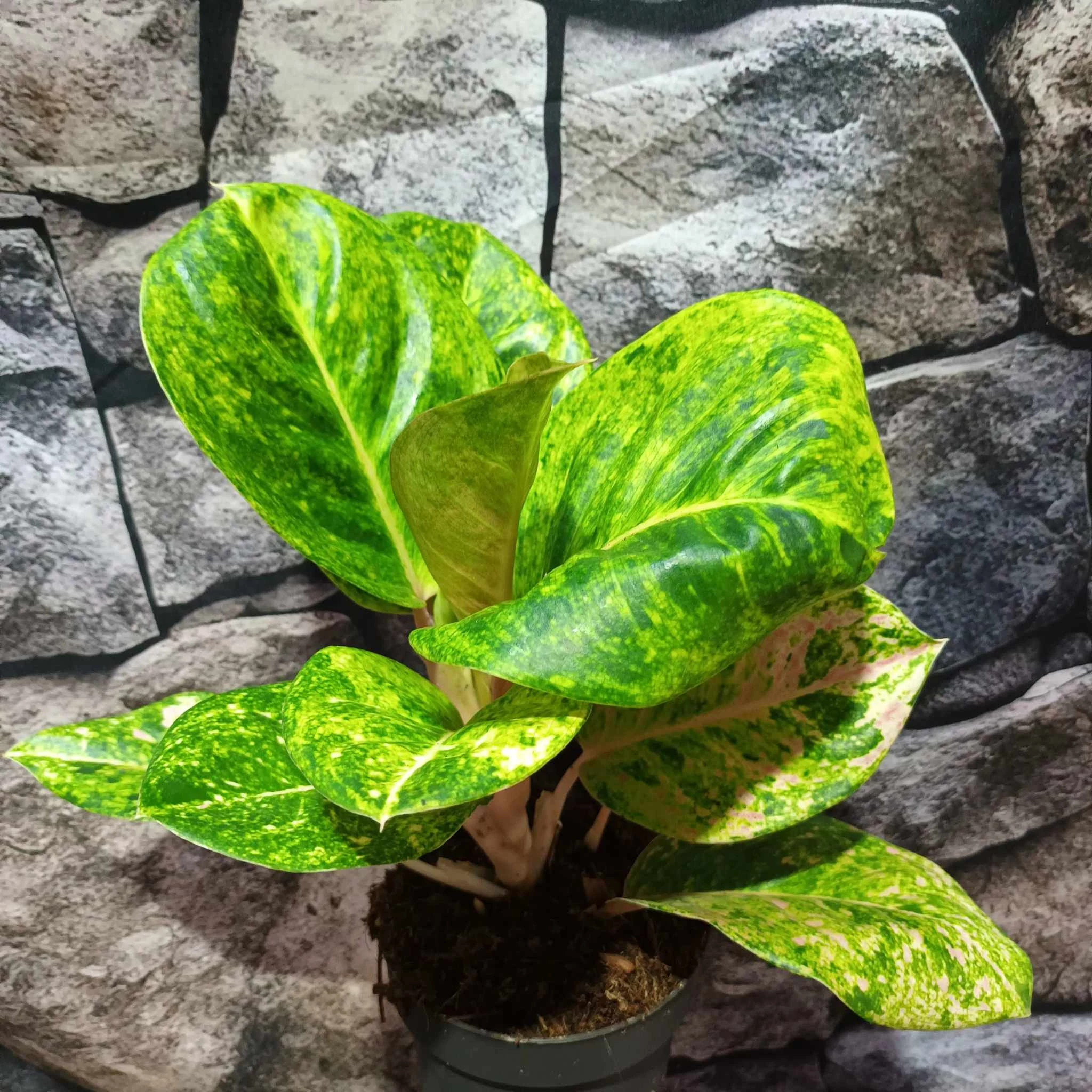 Aglaonema 'Apple Green'