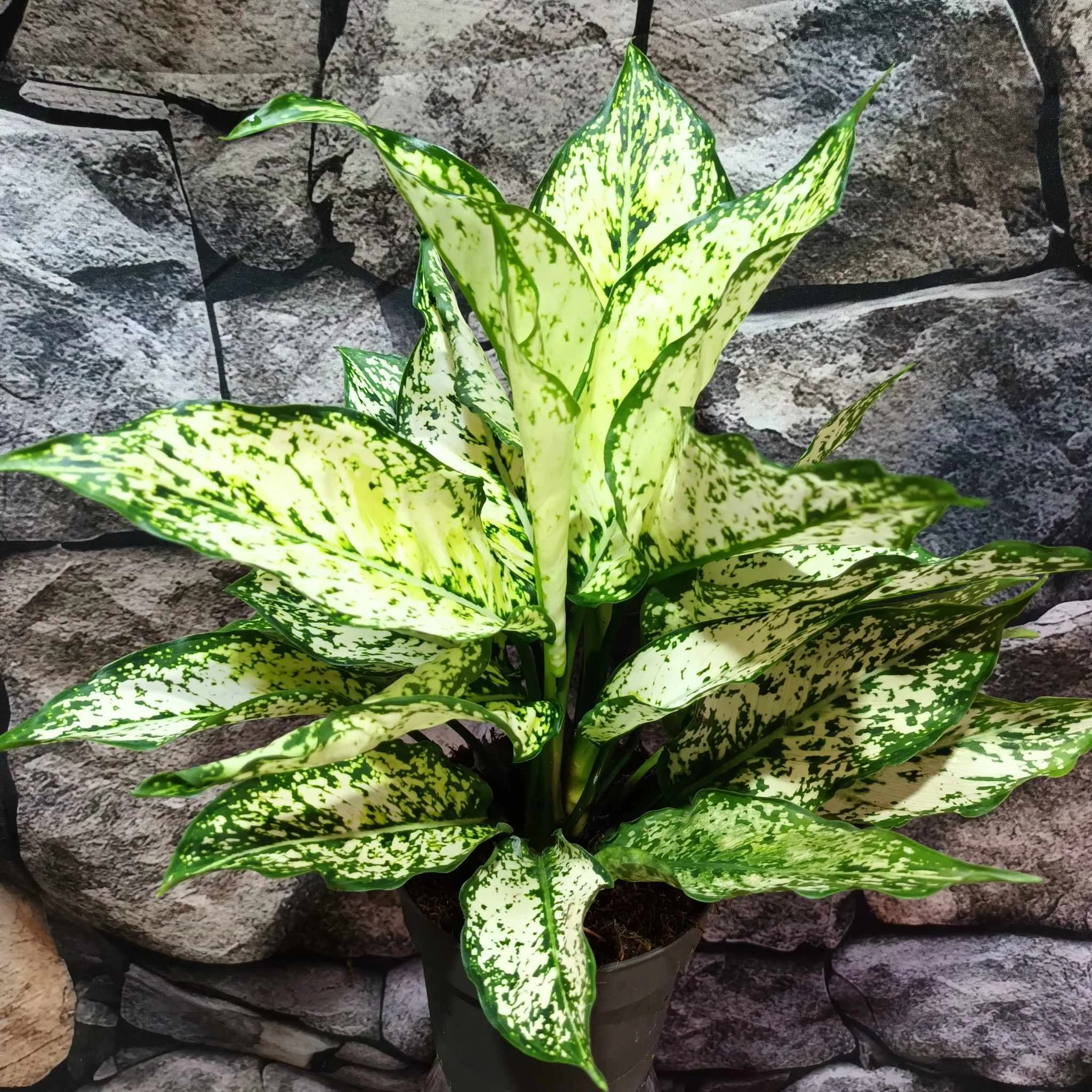 Aglaonema 'White Kiwi'