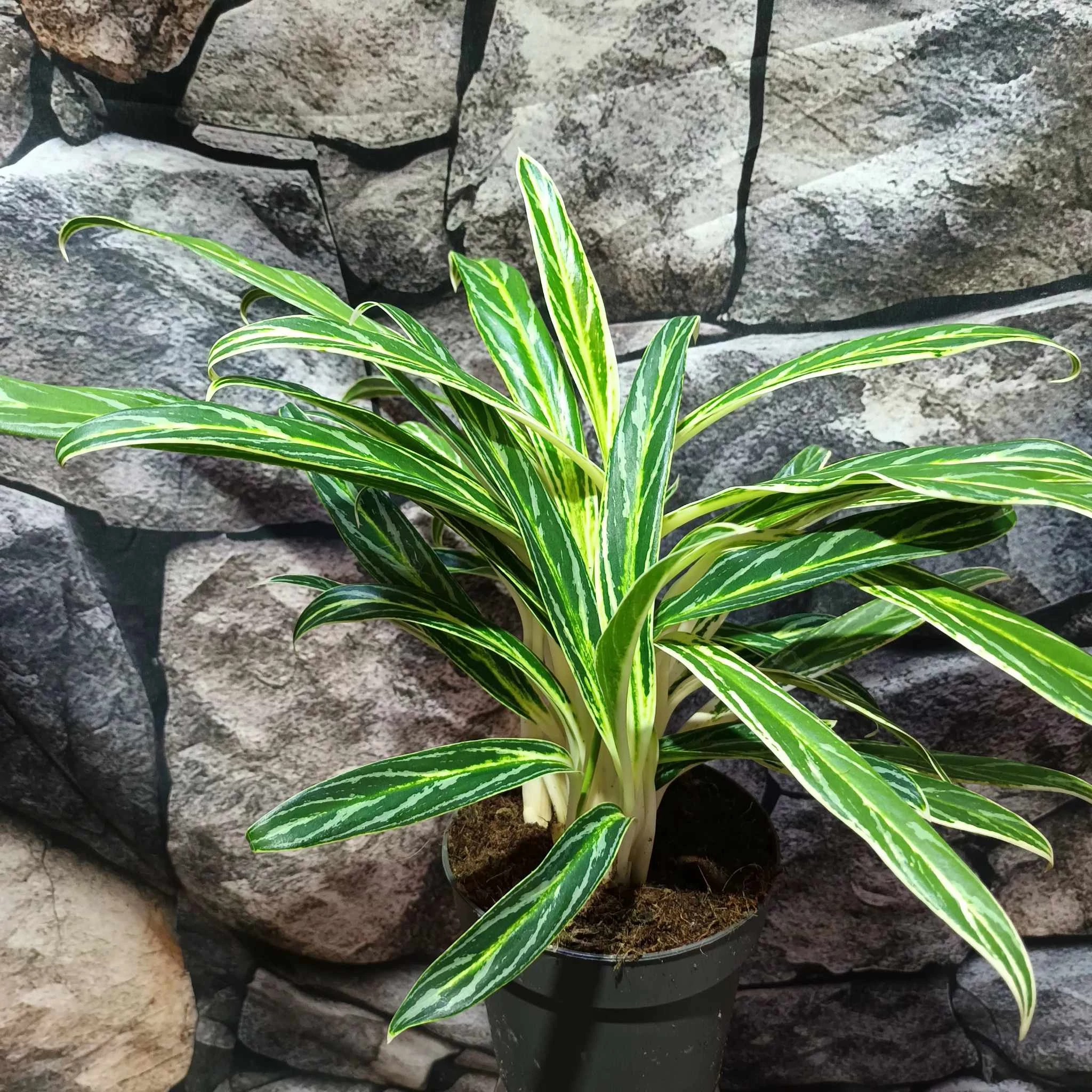 Aglaonema Zebra Feathers