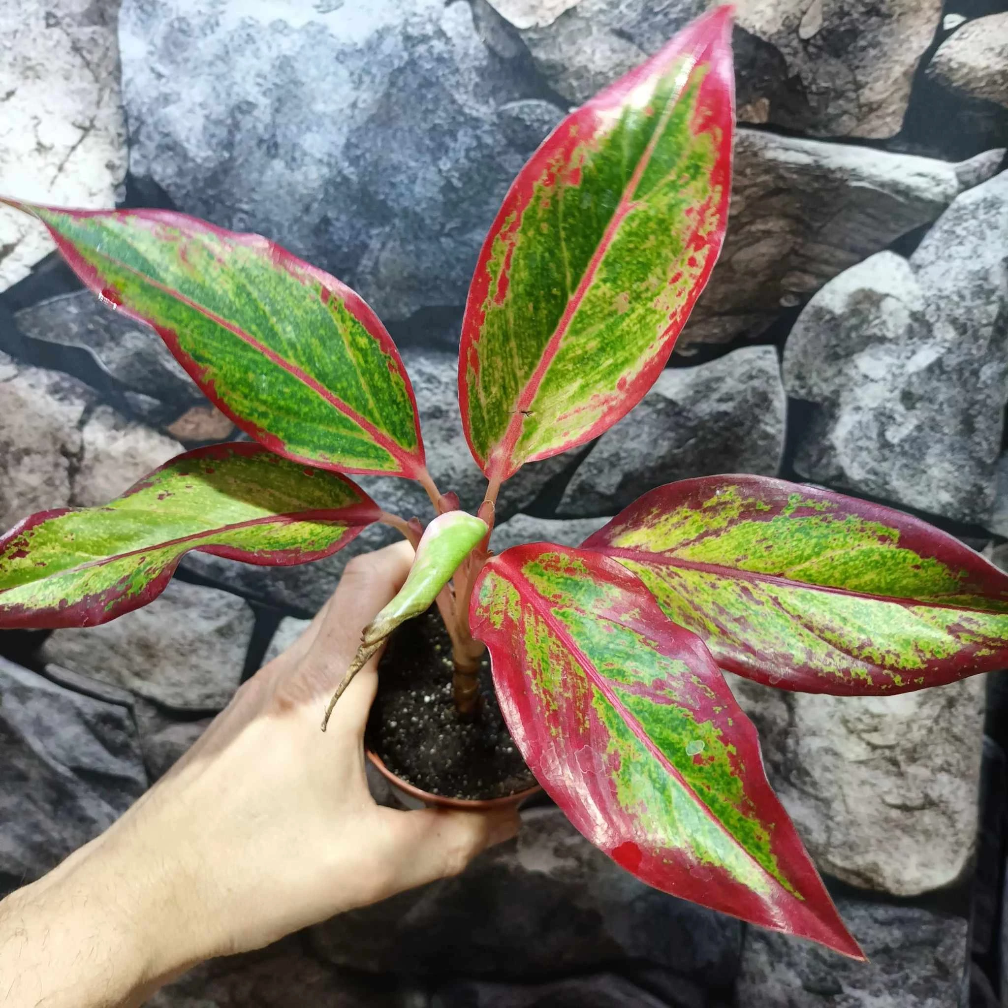 Aglaonema 'Red Fire'
