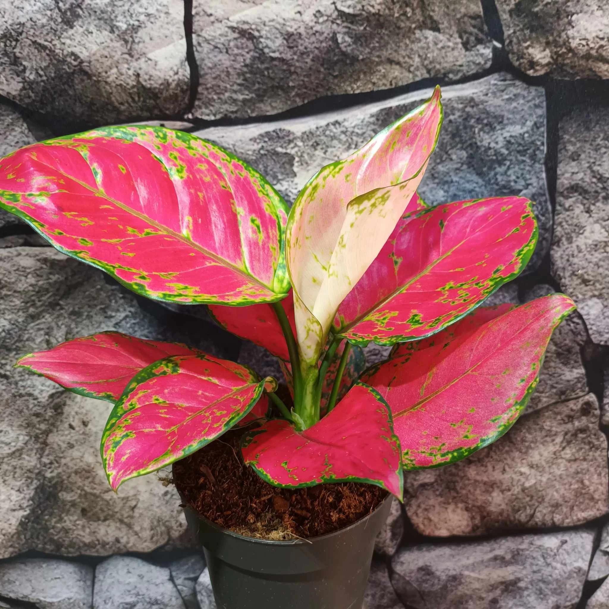 Aglaonema 'Red Joy'