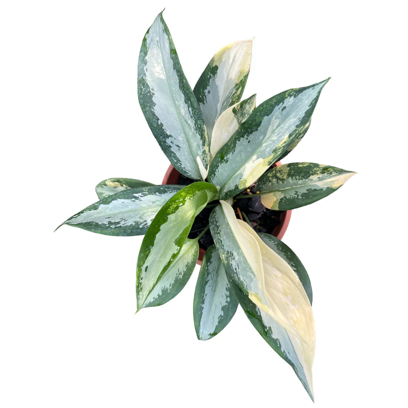 Aglaonema suvarnabhumi 'Variegata'