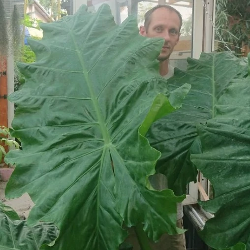 Alocasia Portodora - óriás elefántfül