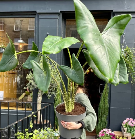 Alocasia zebrina
