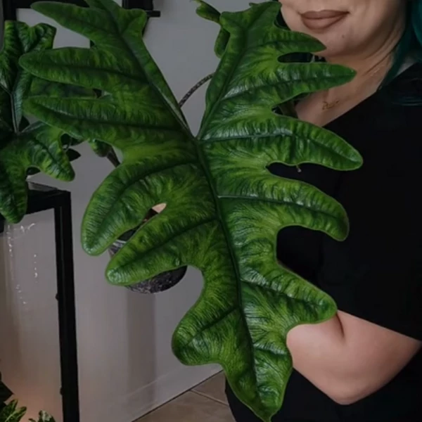 Alocasia Jacklyn