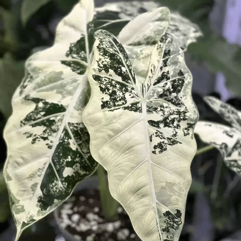 Alocasia 'Frydek Variegata'
