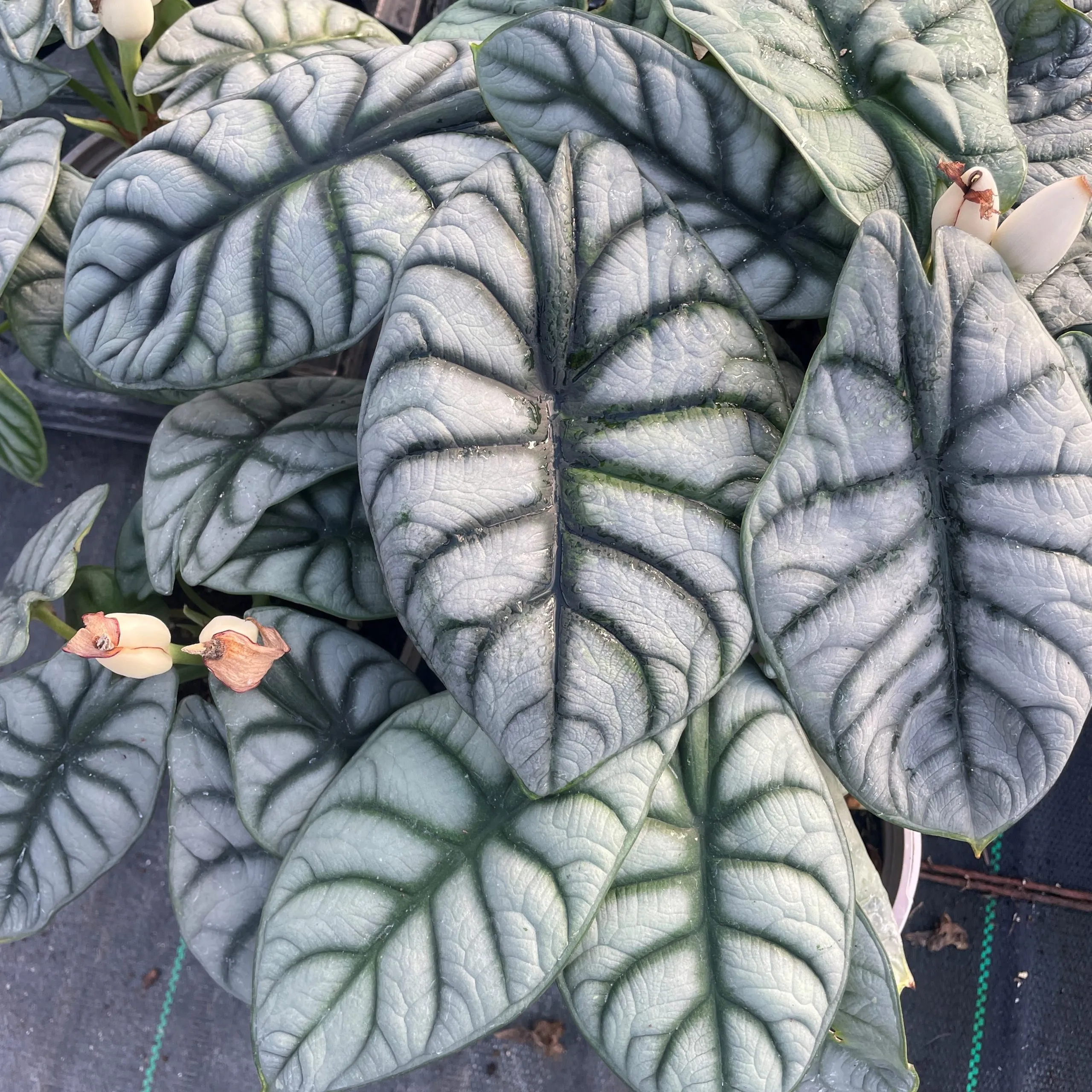 Alocasia 'Silver dragon'