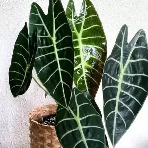 Alocasia longiloba 'Watsoniana'