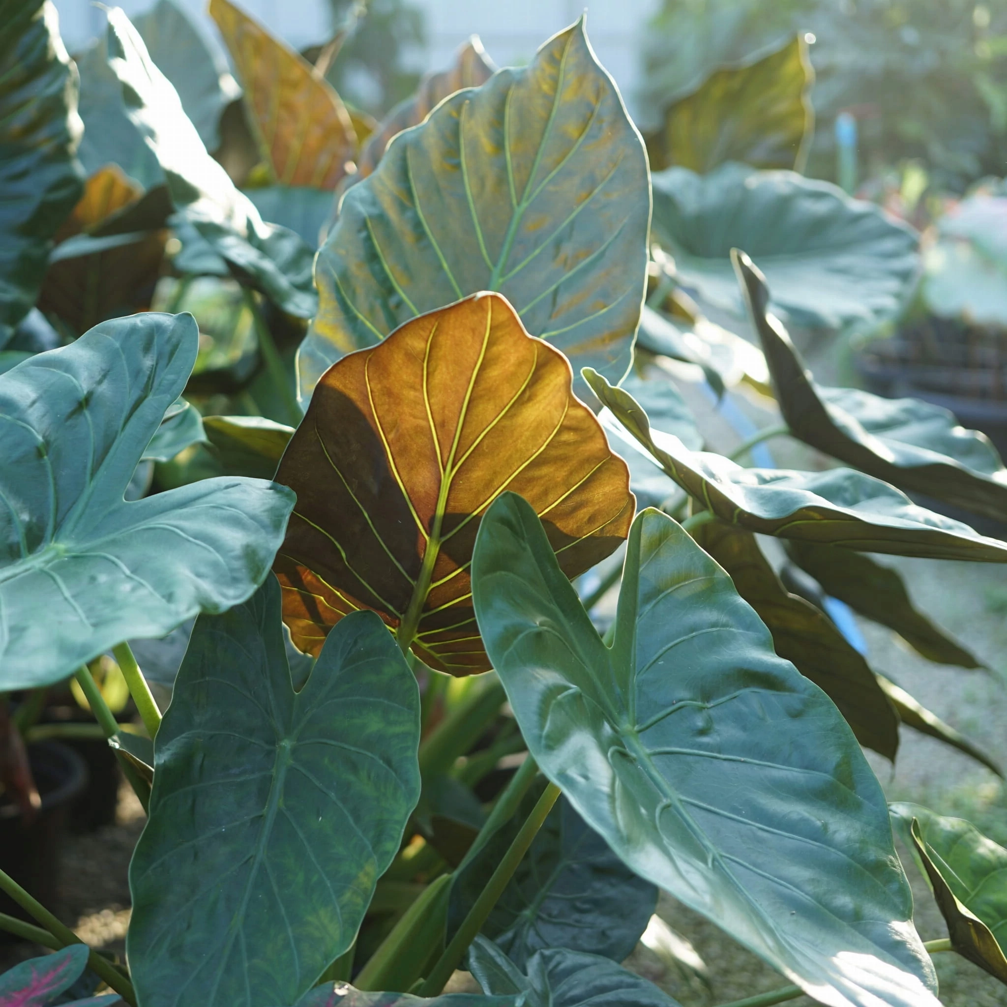 Alocasia wentii