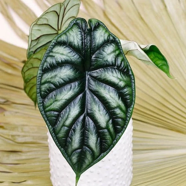 Alocasia 'Dragon Scale'