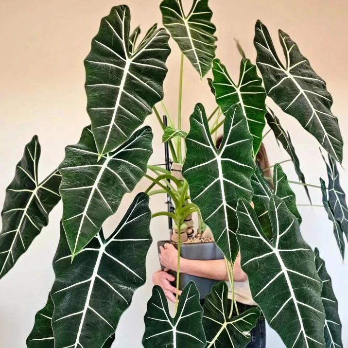 Alocasia Frydek