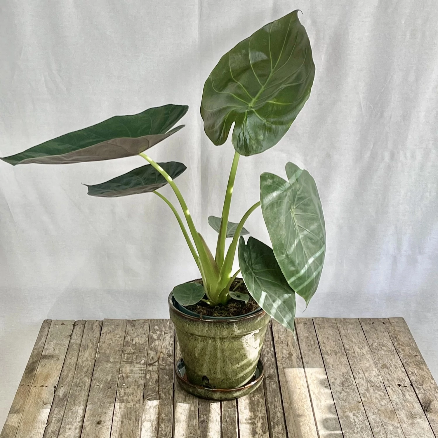 Alocasia wentii kicsi