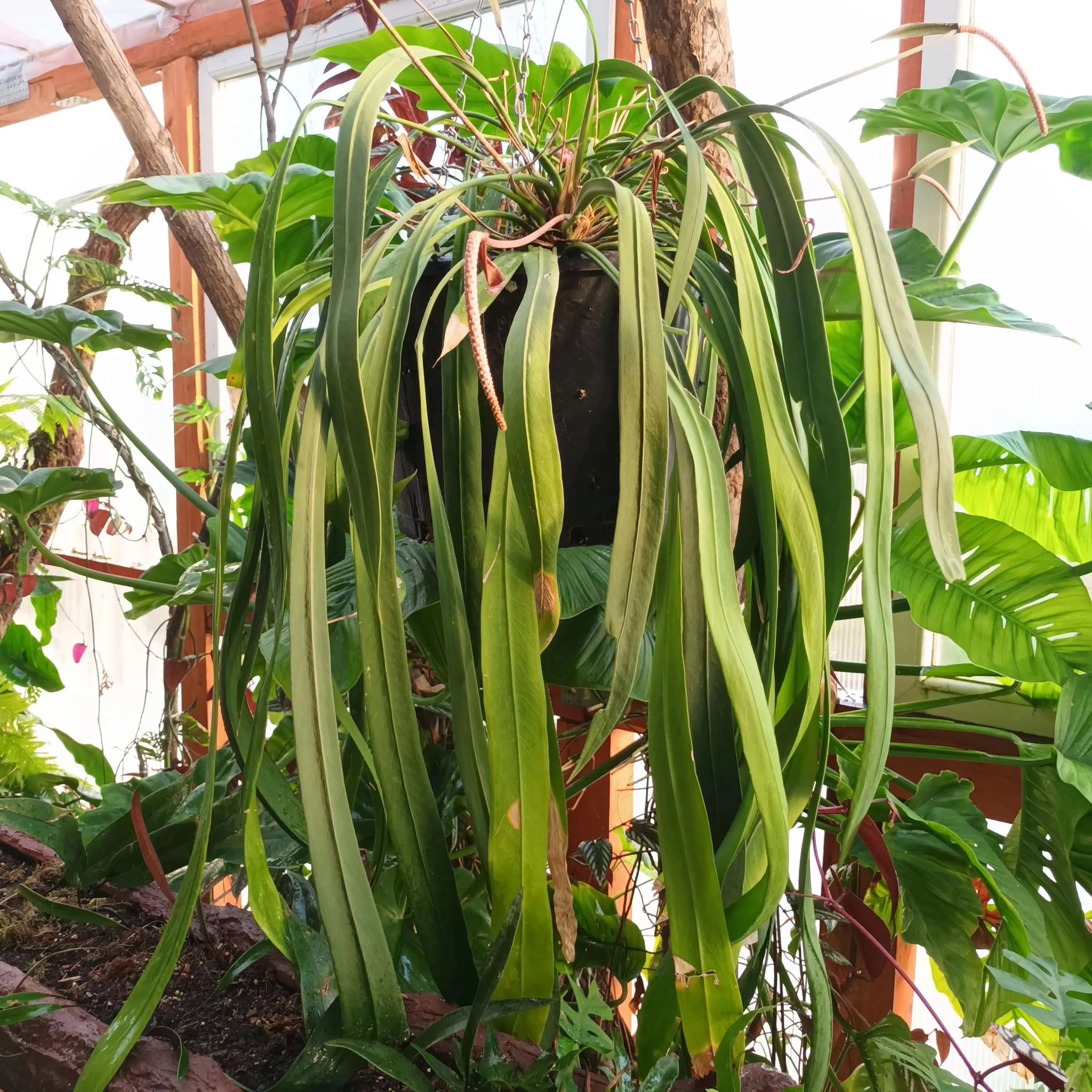 Anthurium Vittarifolium