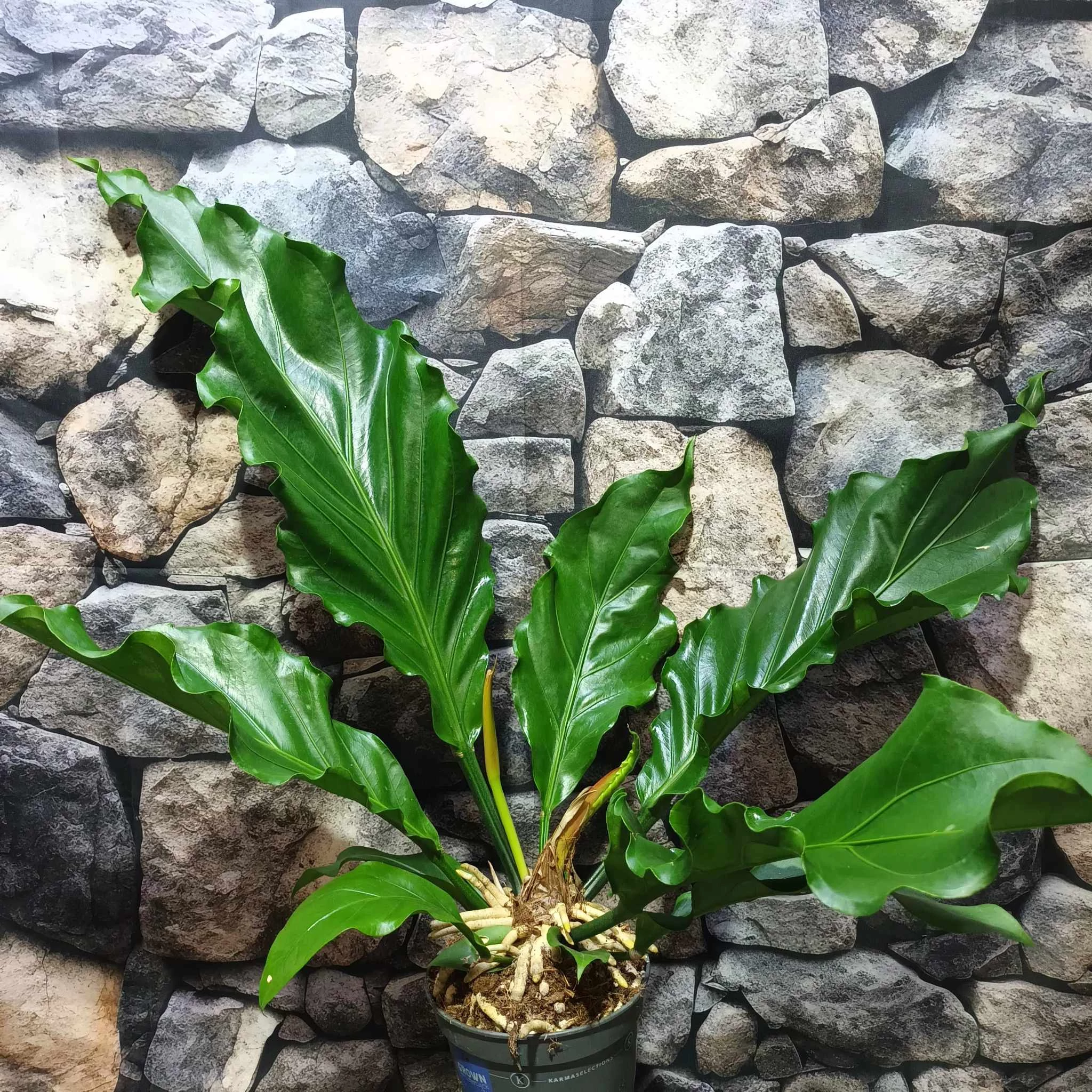 Anthurium plowmanii