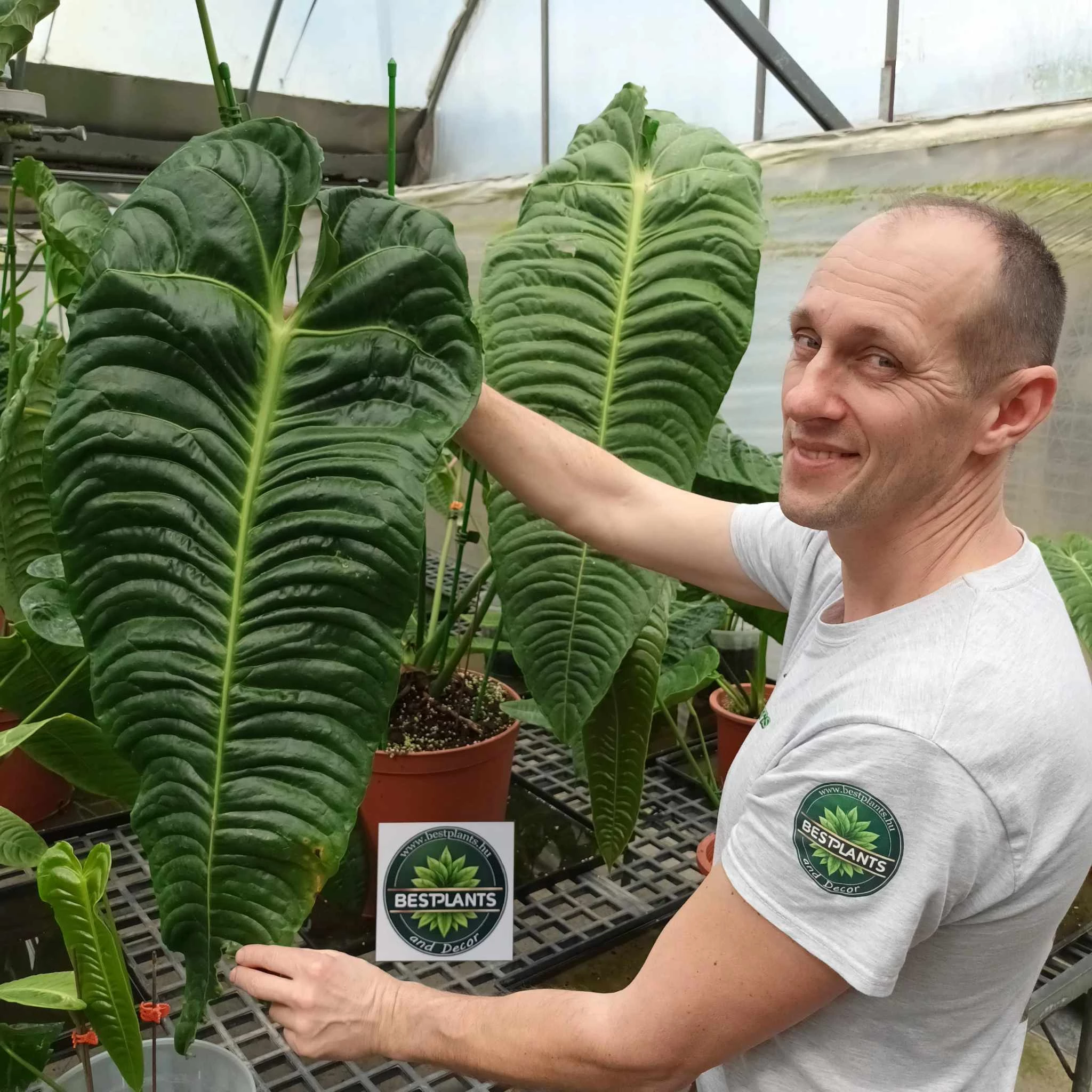 Anthurium veitchii