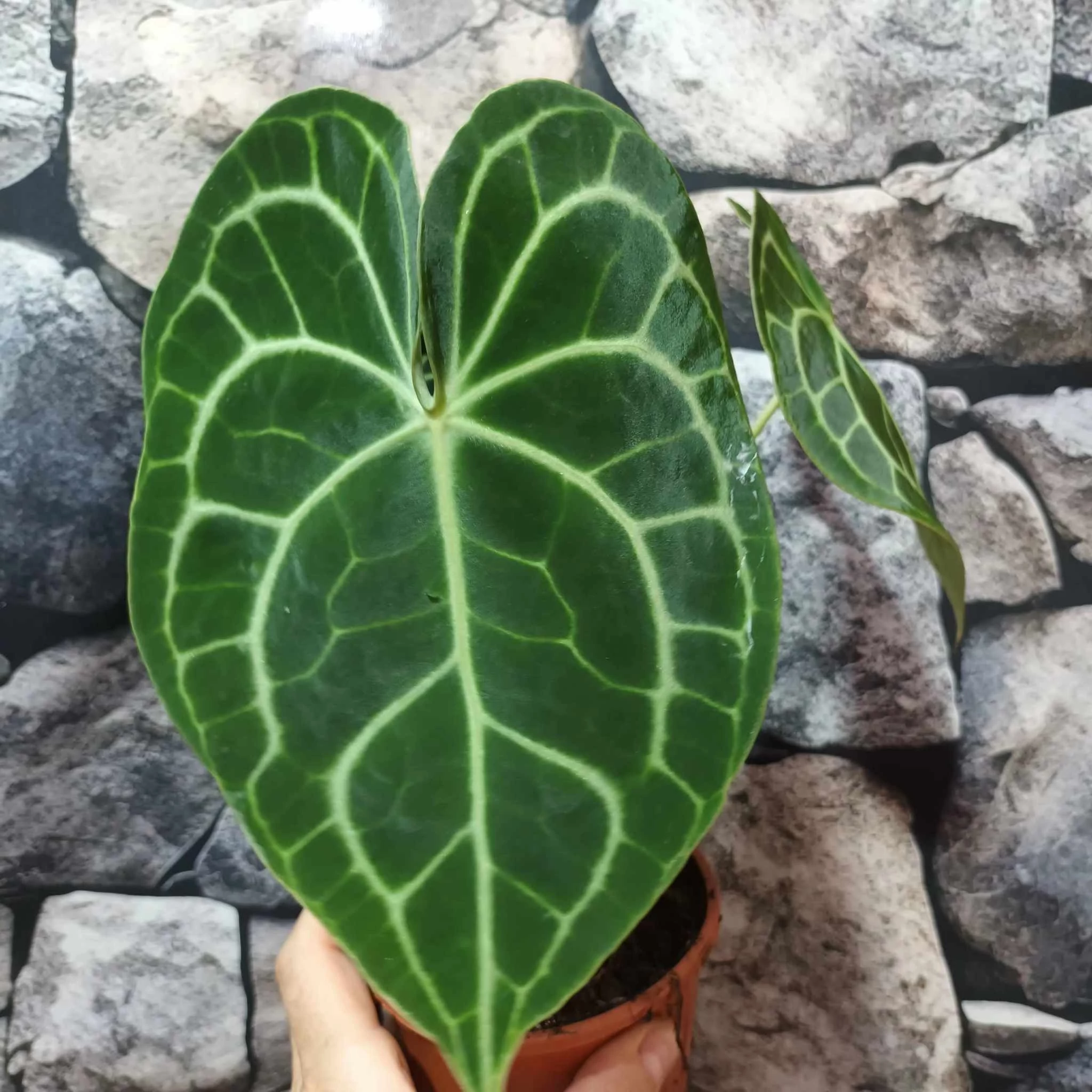 Anthurium clarinervium