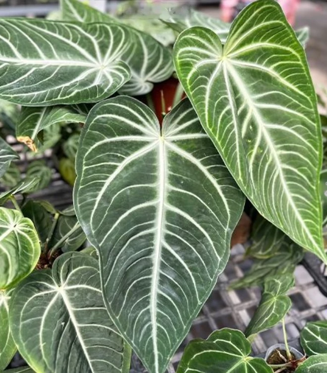 Anthurium villenaorum