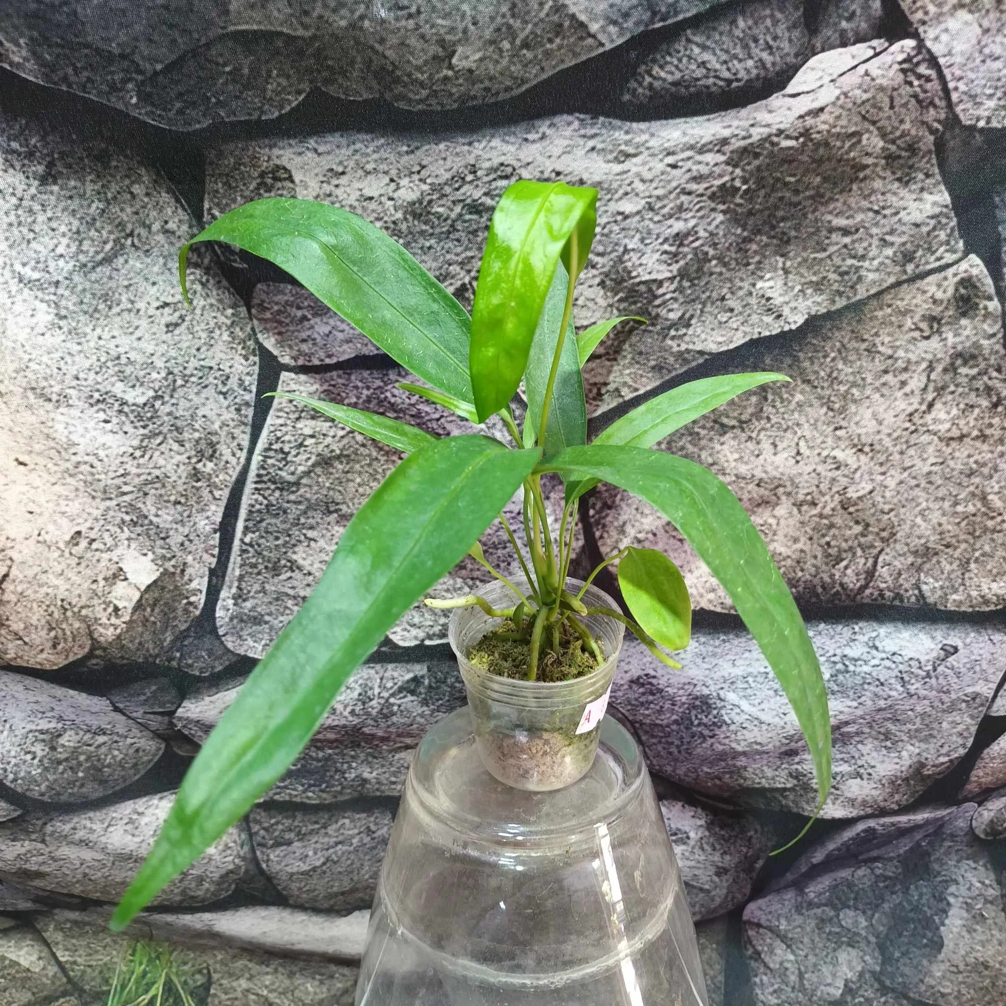 Anthurium type pendens JA