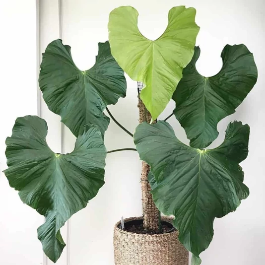 Anthurium balaoanum
