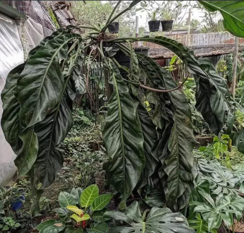 Anthurium 'Big Bill'