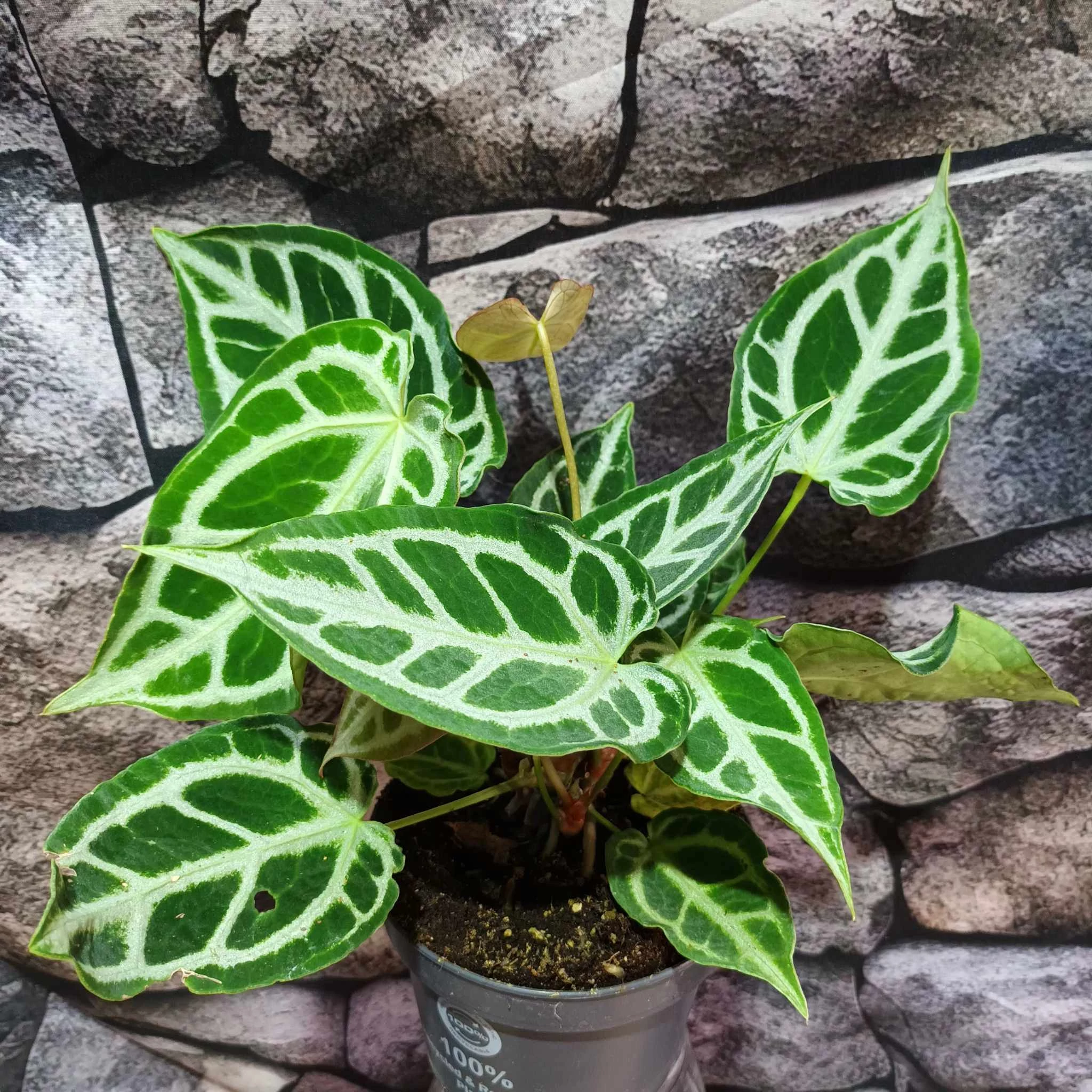 Anthurium 'Crystal Hope'