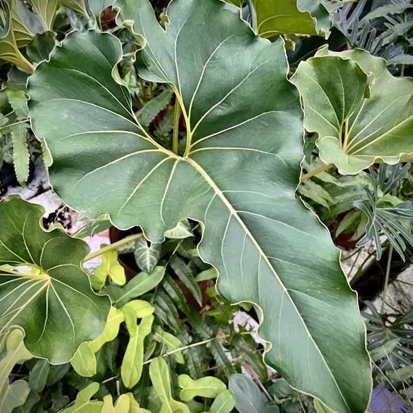 Anthurium ferrierense 'Crisped'