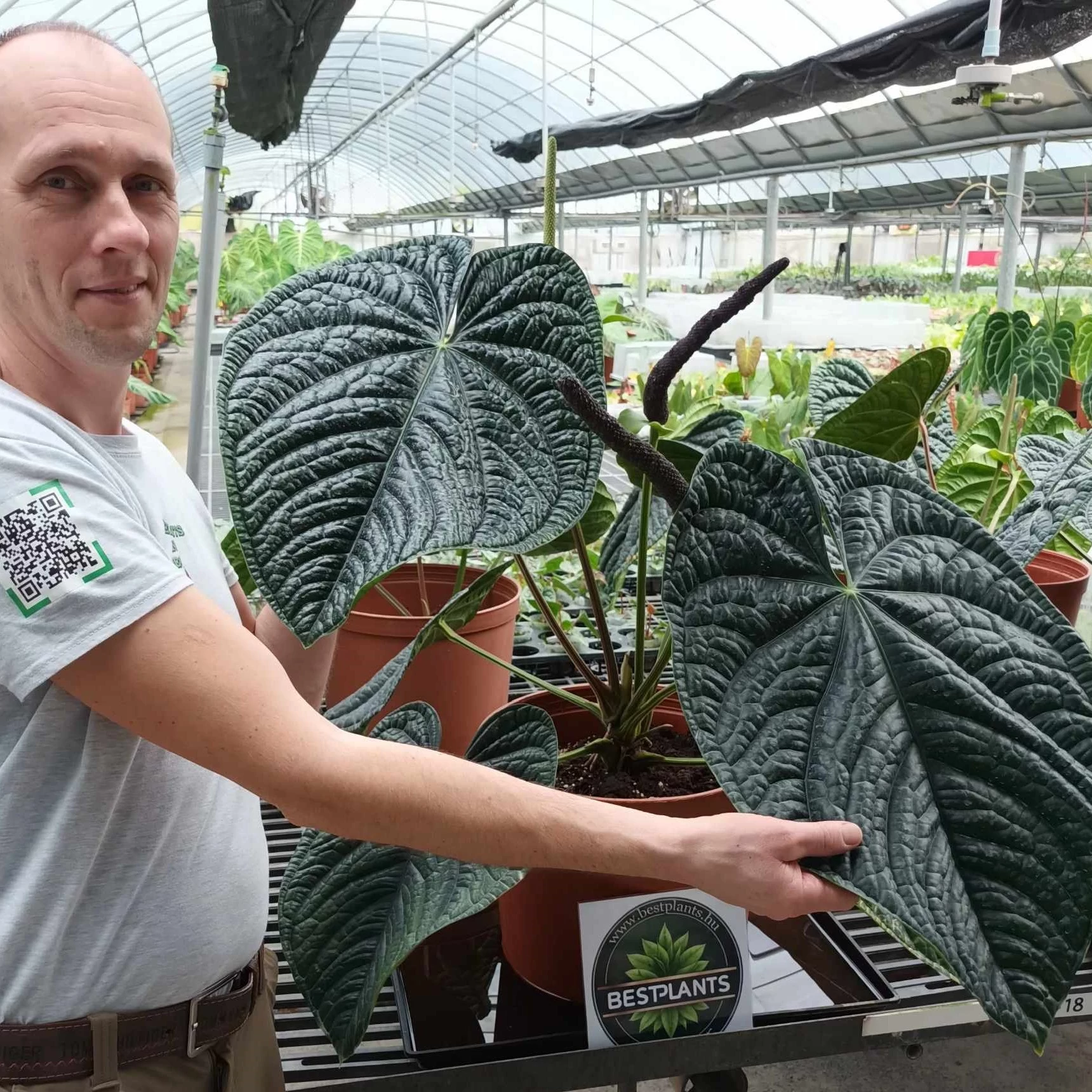 Anthurium Luxurians x Radicans