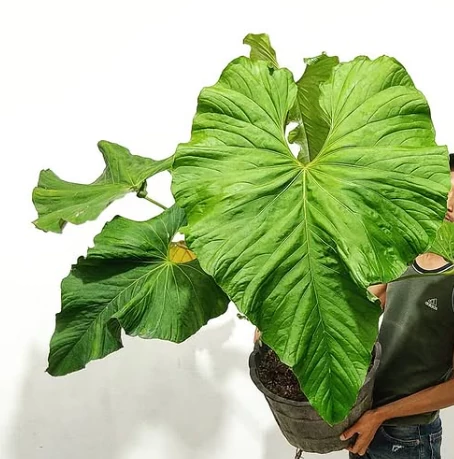 Anthurium balaoanum, egy egy levele esztétikai hibás