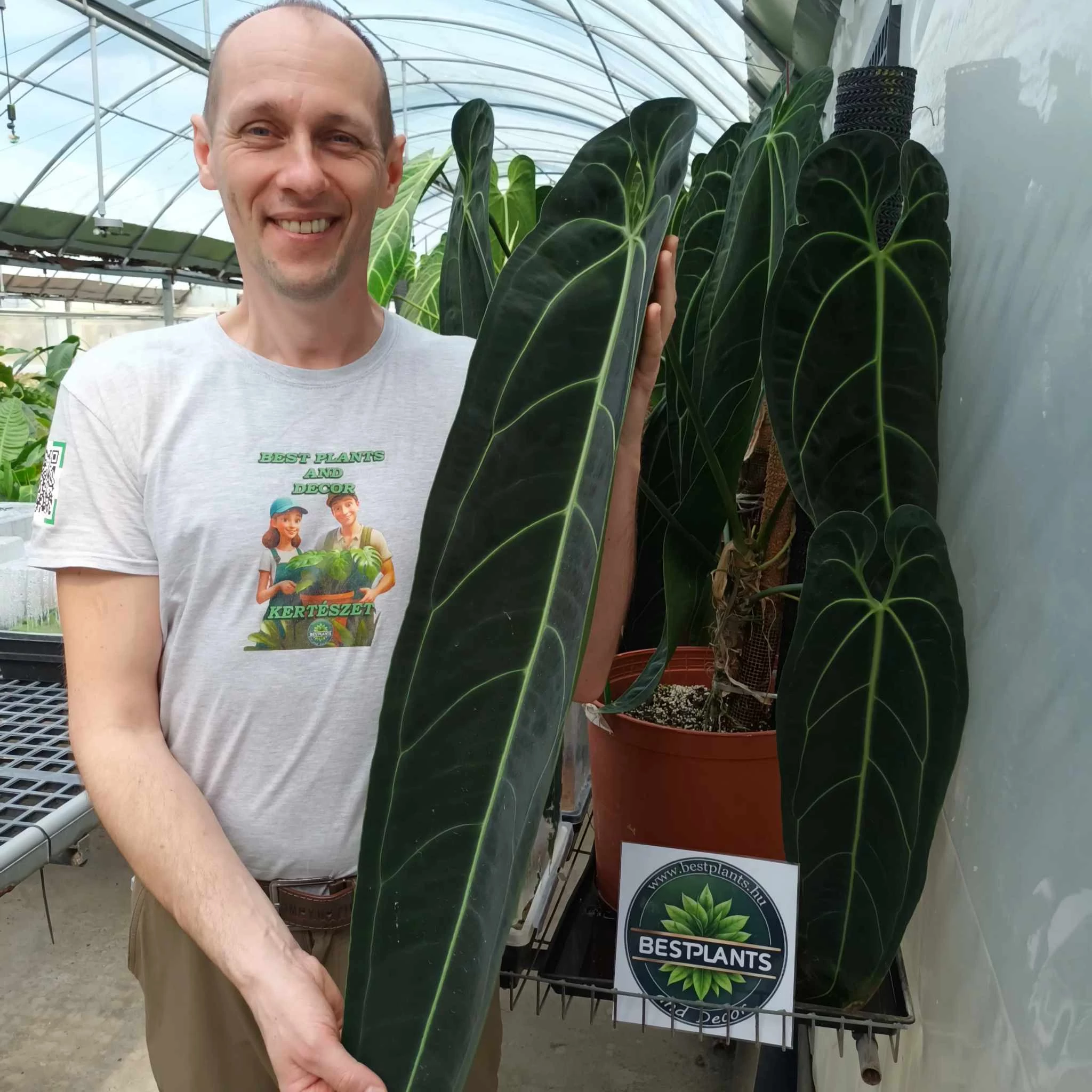 Anthurium warocqueanum
