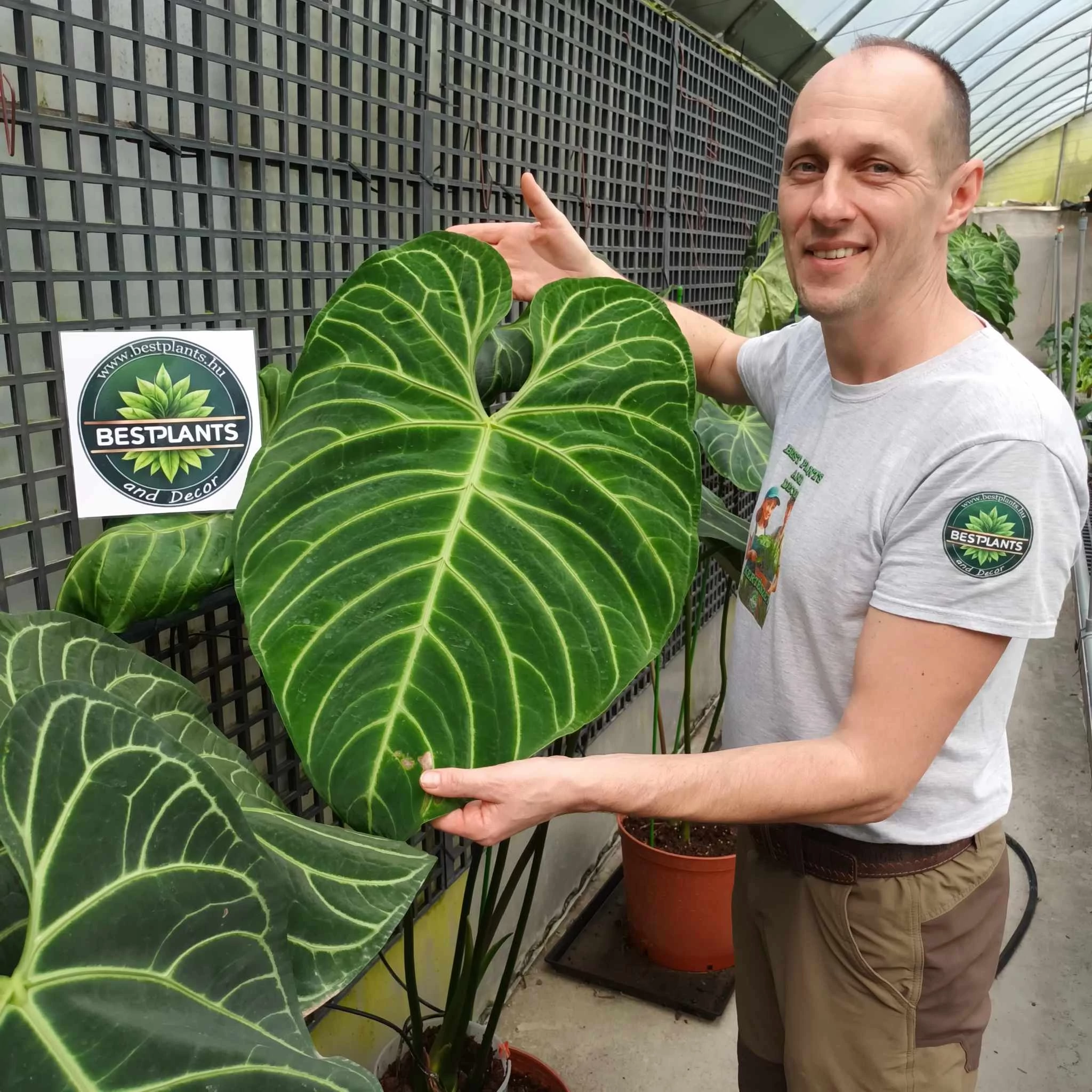 Anthurium regale
