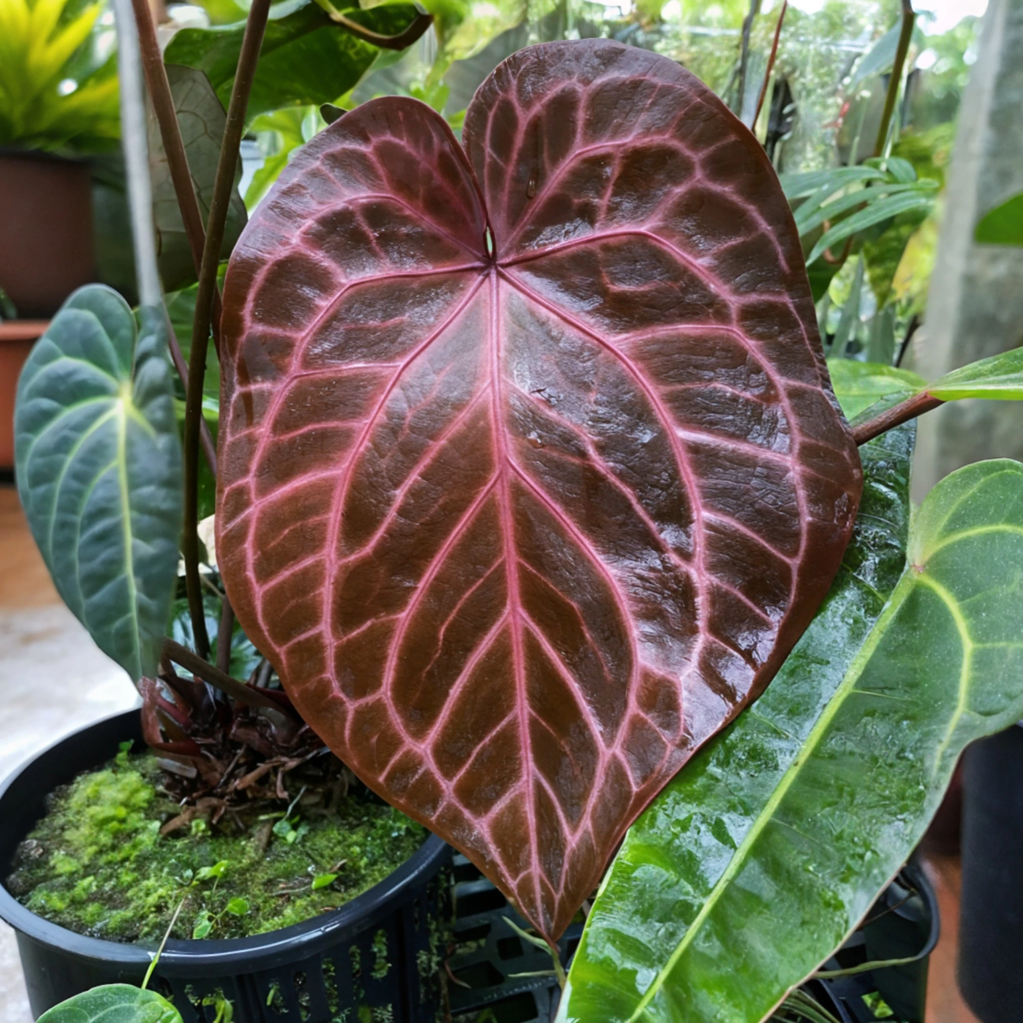 Anthurium Red crystallinum