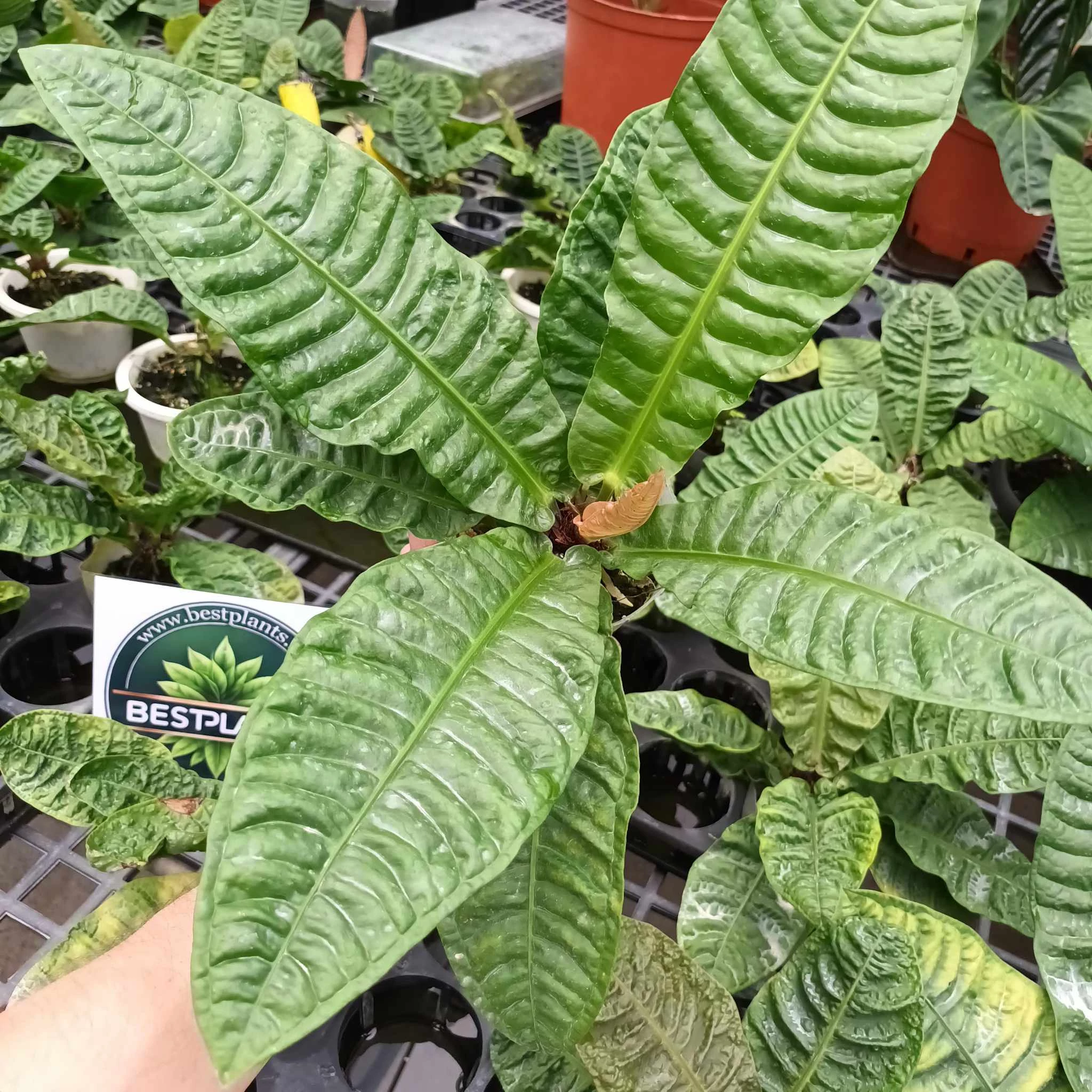Anthurium reflexinervium
