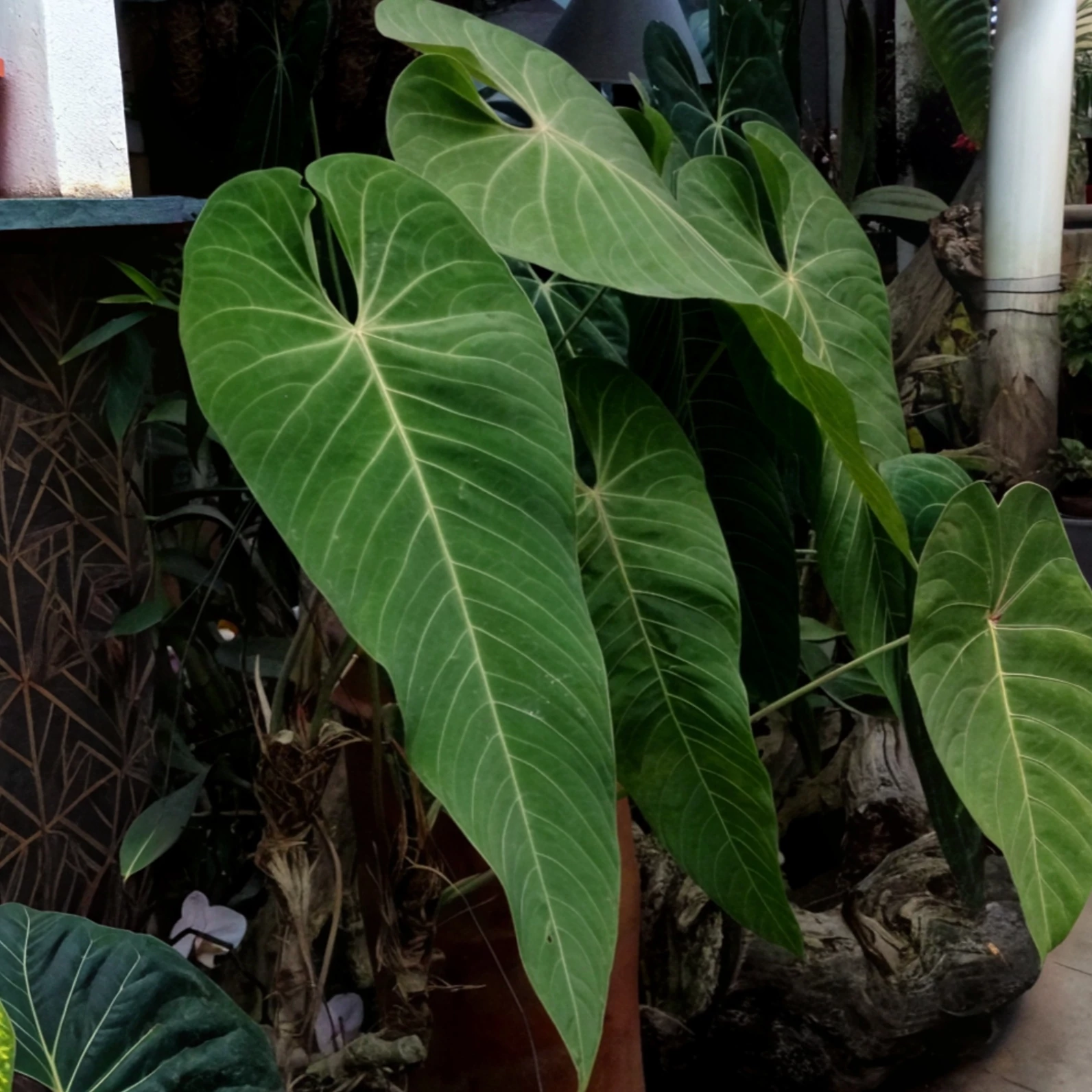 Anthurium queremalense