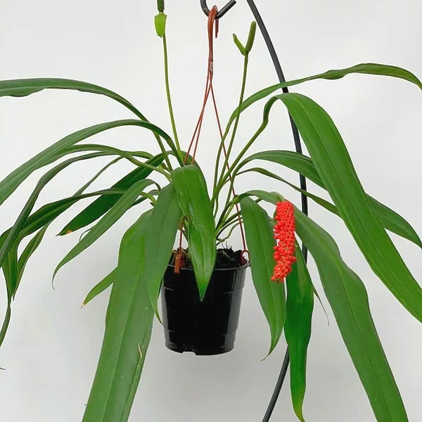 Anthurium Bakeri
