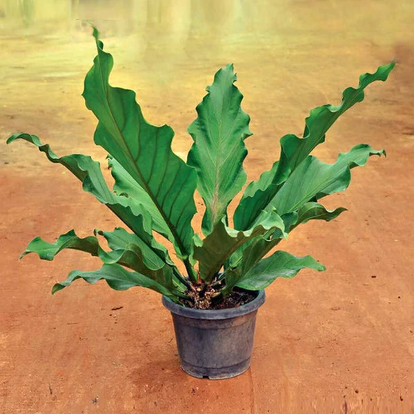 Anthurium hookeri