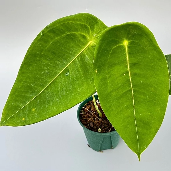 Anthurium peltigerum