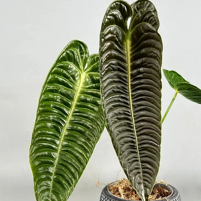 Anthurium veitchii csemete