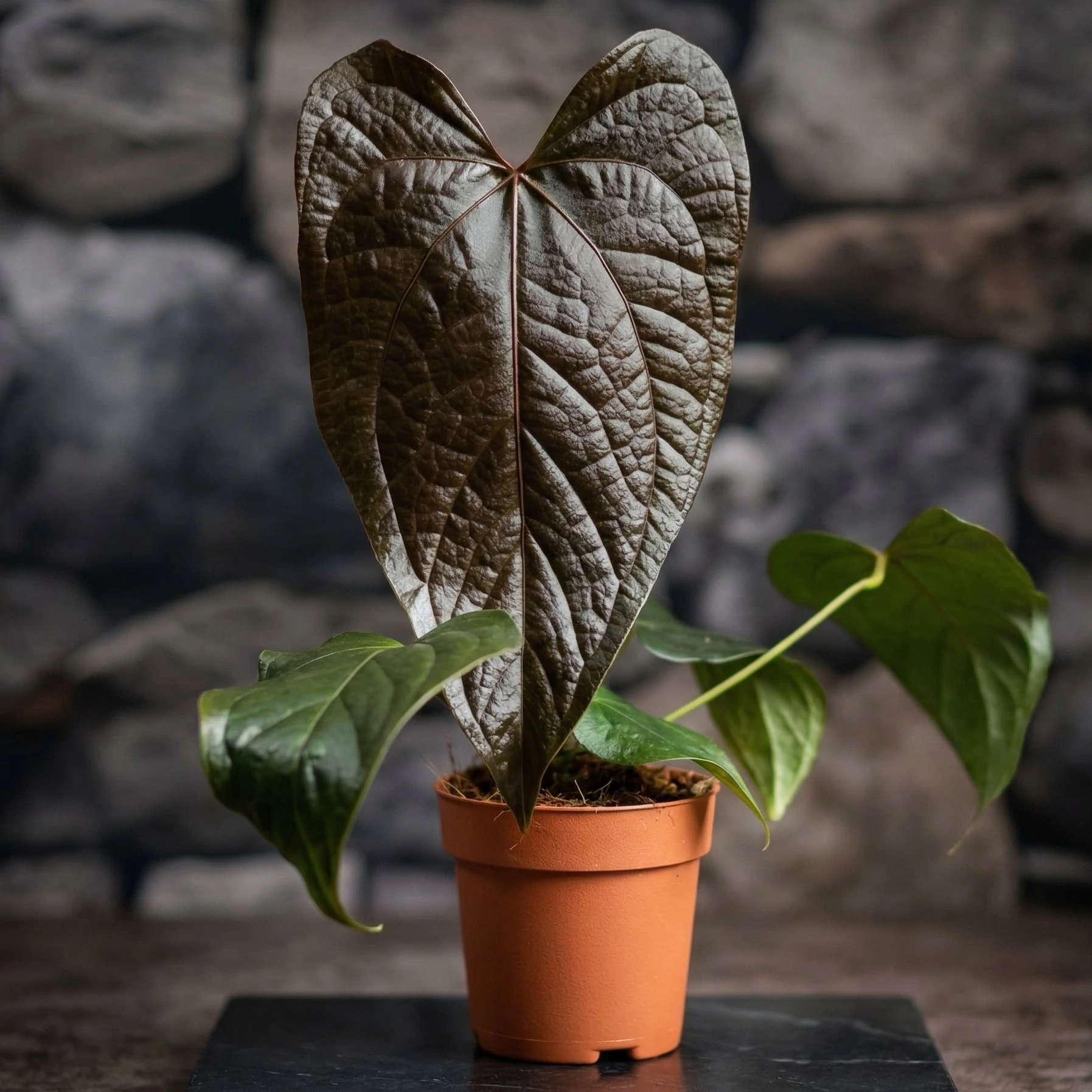 Anthurium 'Queen of Hearts' - Best Plants and Decor webáruház
