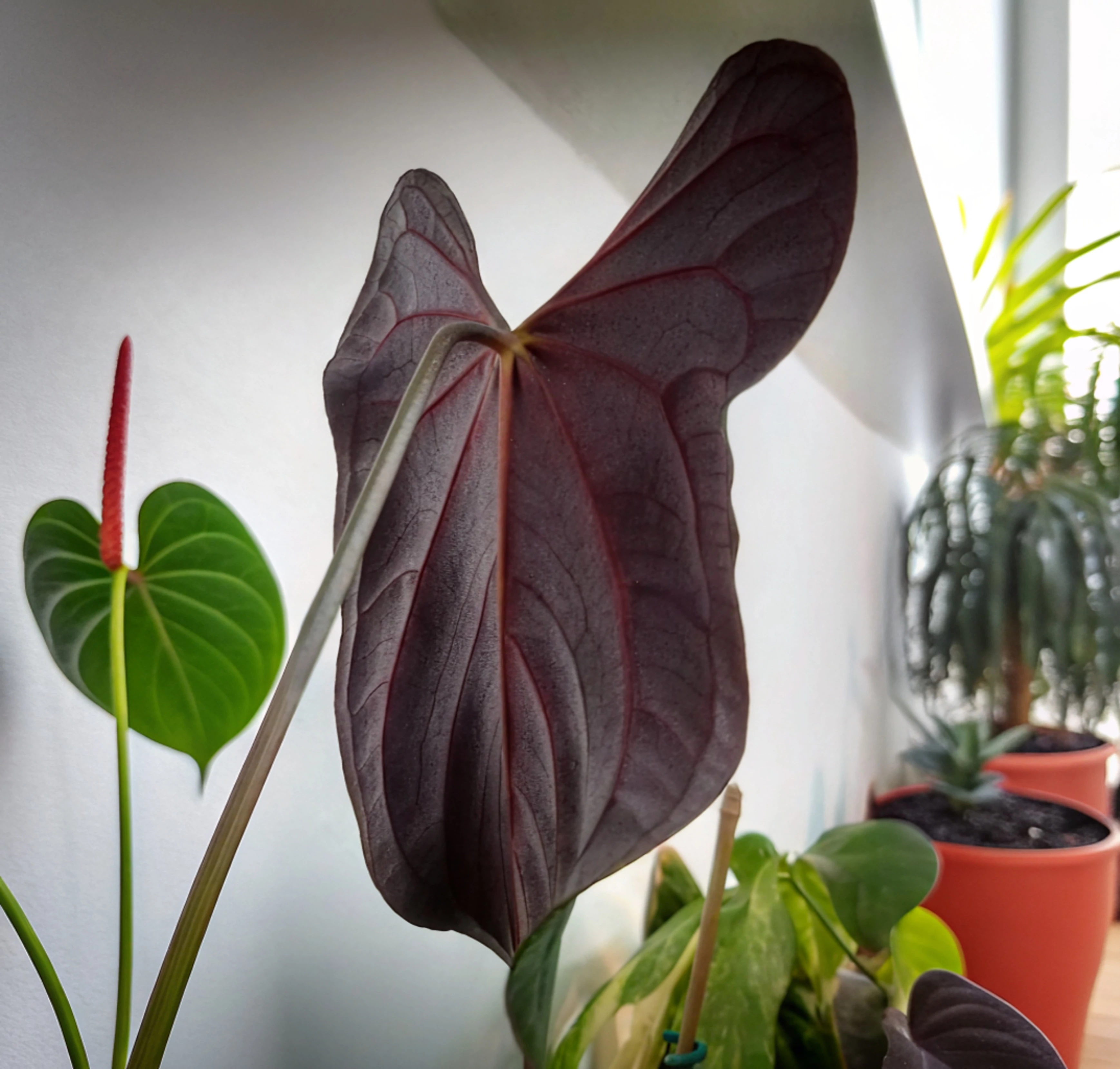 Anthurium 'Papillilaminum x Red Sinus'