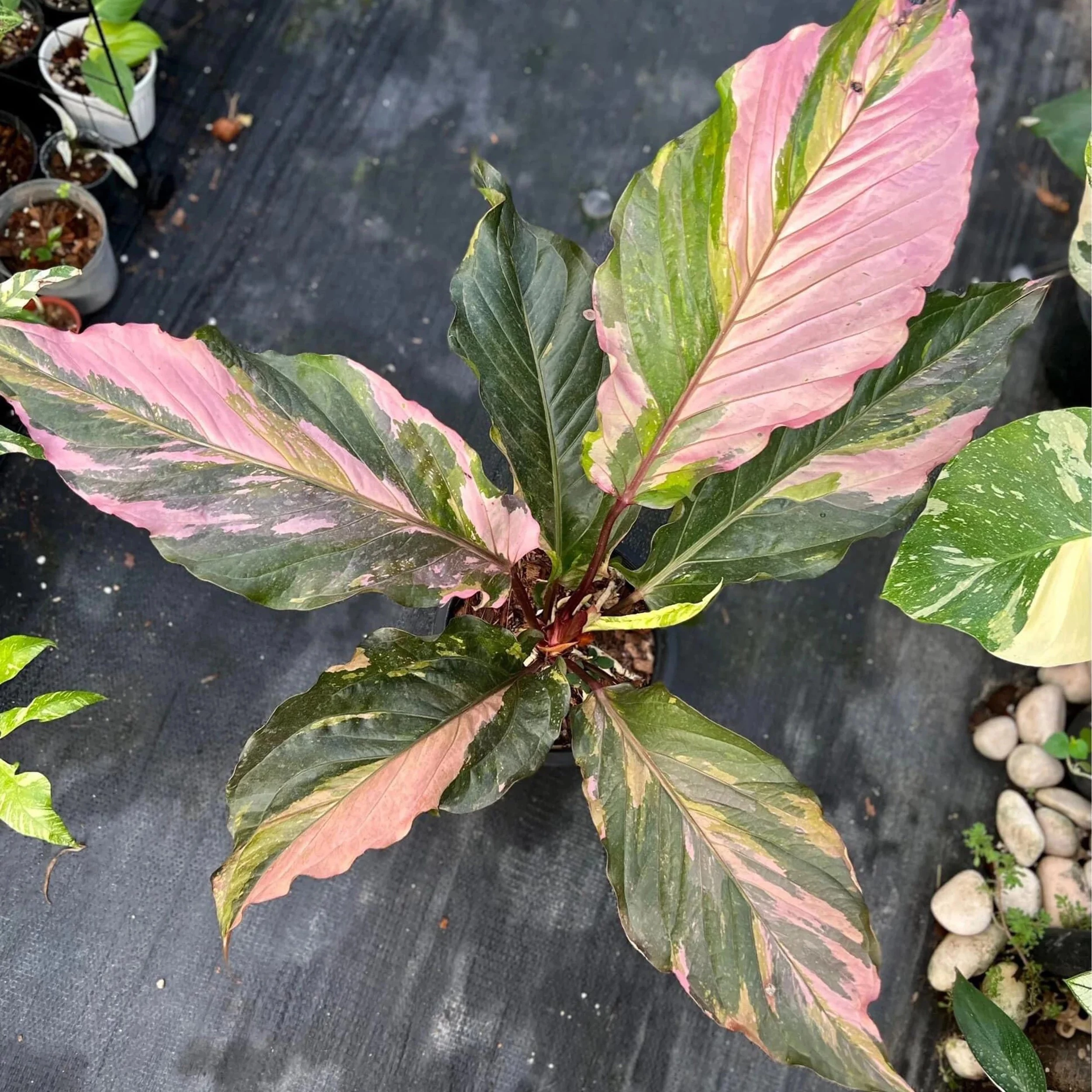 Anthurium hookeri 'Pink Variegata' extra