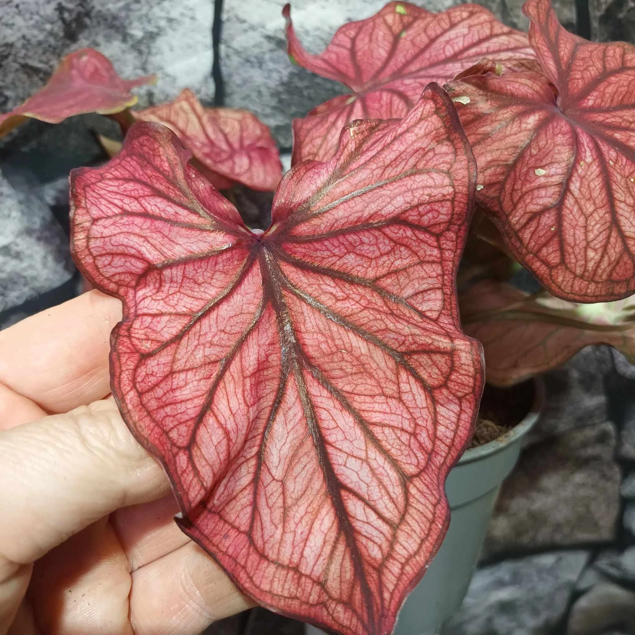 Caladium 5