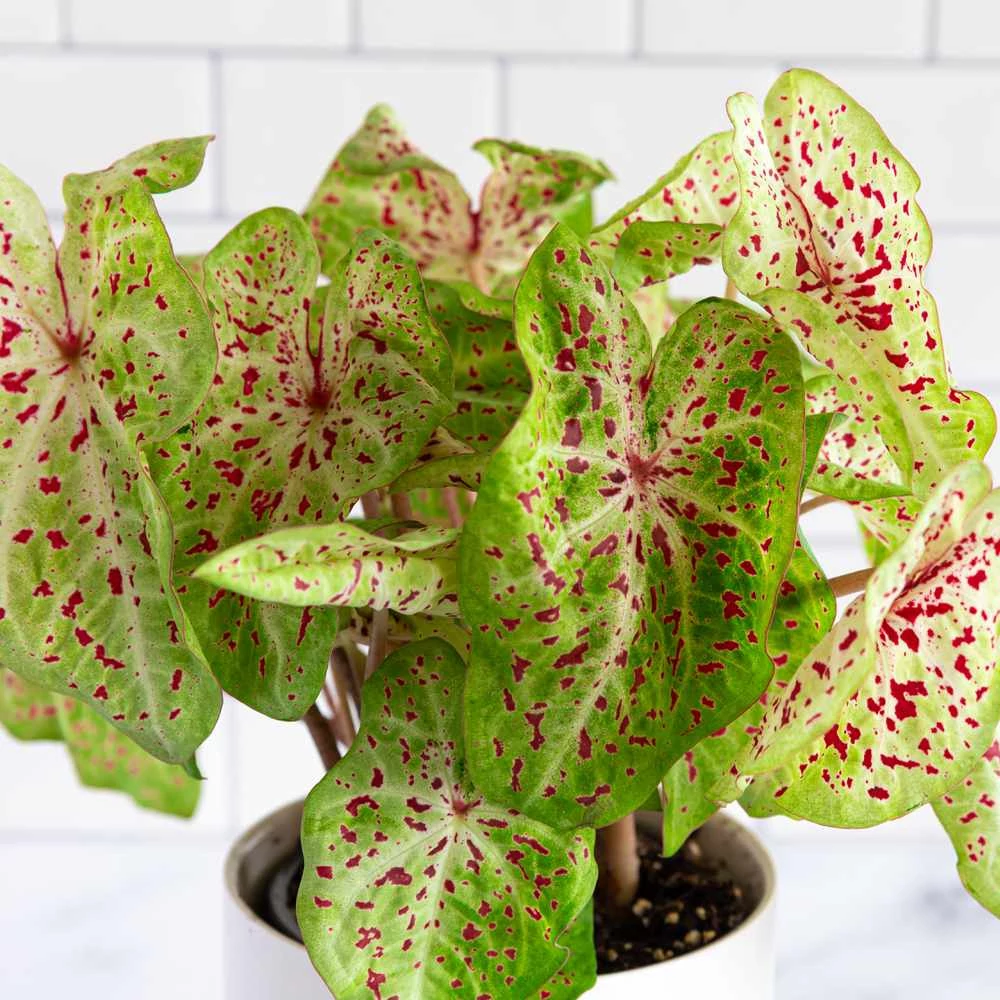 Caladium 'Miss Muffet' 