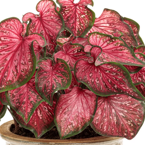 Caladium 'Scarlet Flame'