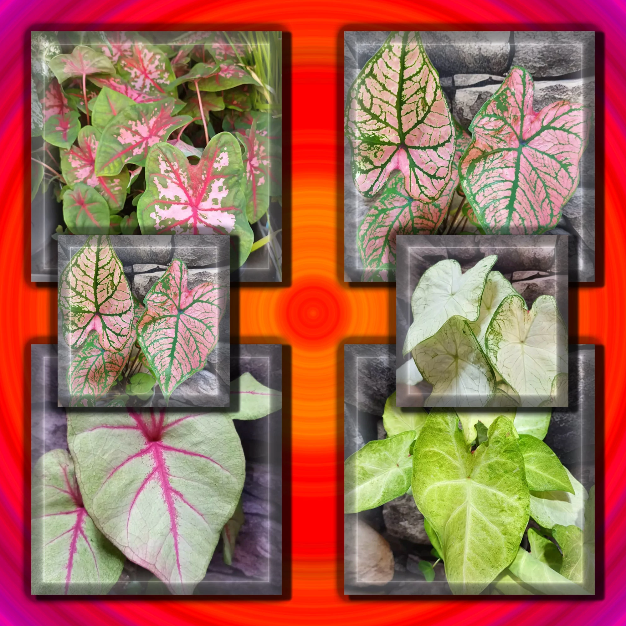Caladium csomag (6 növény)