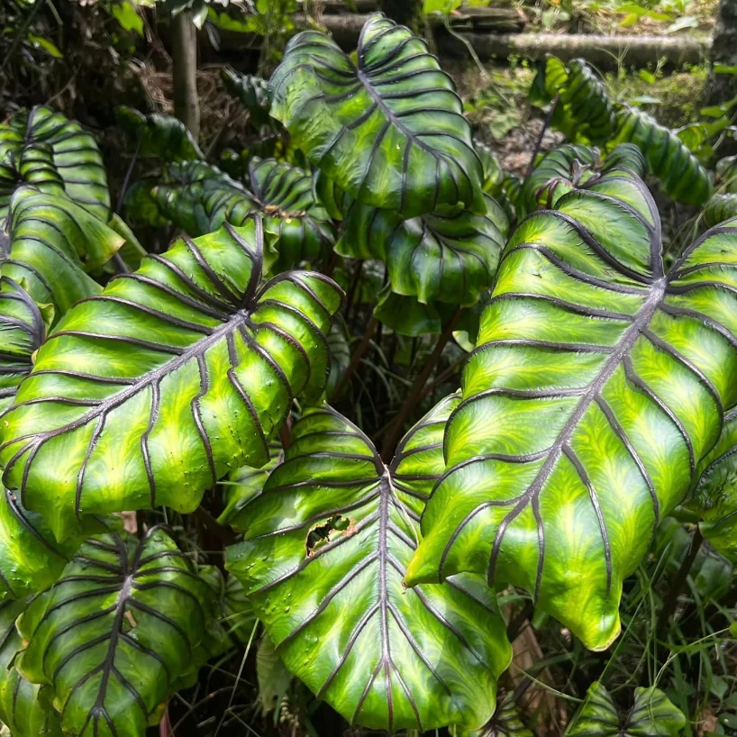 Colocasia 'Pharaoh's Mask'